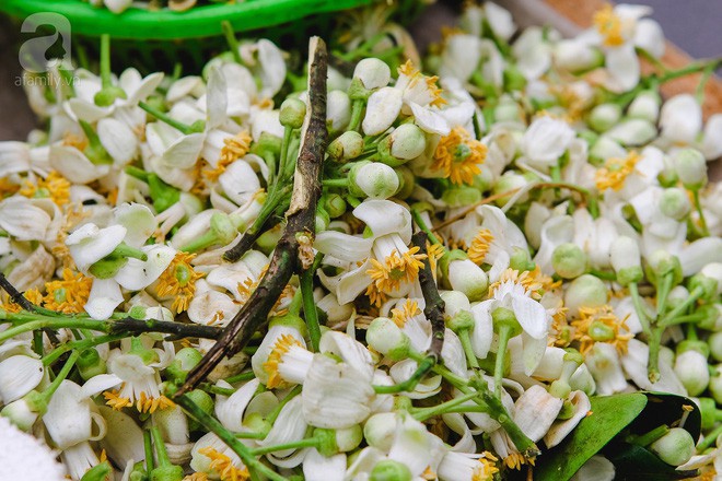 Hà Nội mùa thơm thanh tao với sắc trắng tinh khôi của hoa bưởi Hà Nội mùa thơm thanh tao với sắc trắng tinh khôi của hoa bưởi